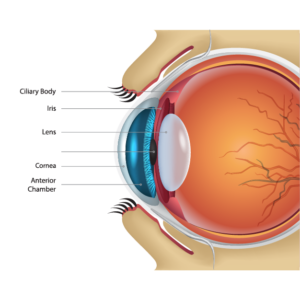 Panchakarma for Eye and ENT Problems